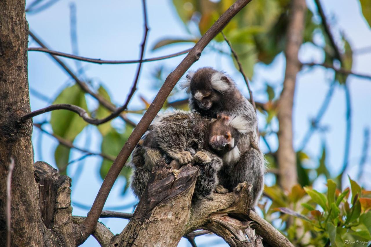 Pousada Morro Do Forte パラチ エクステリア 写真