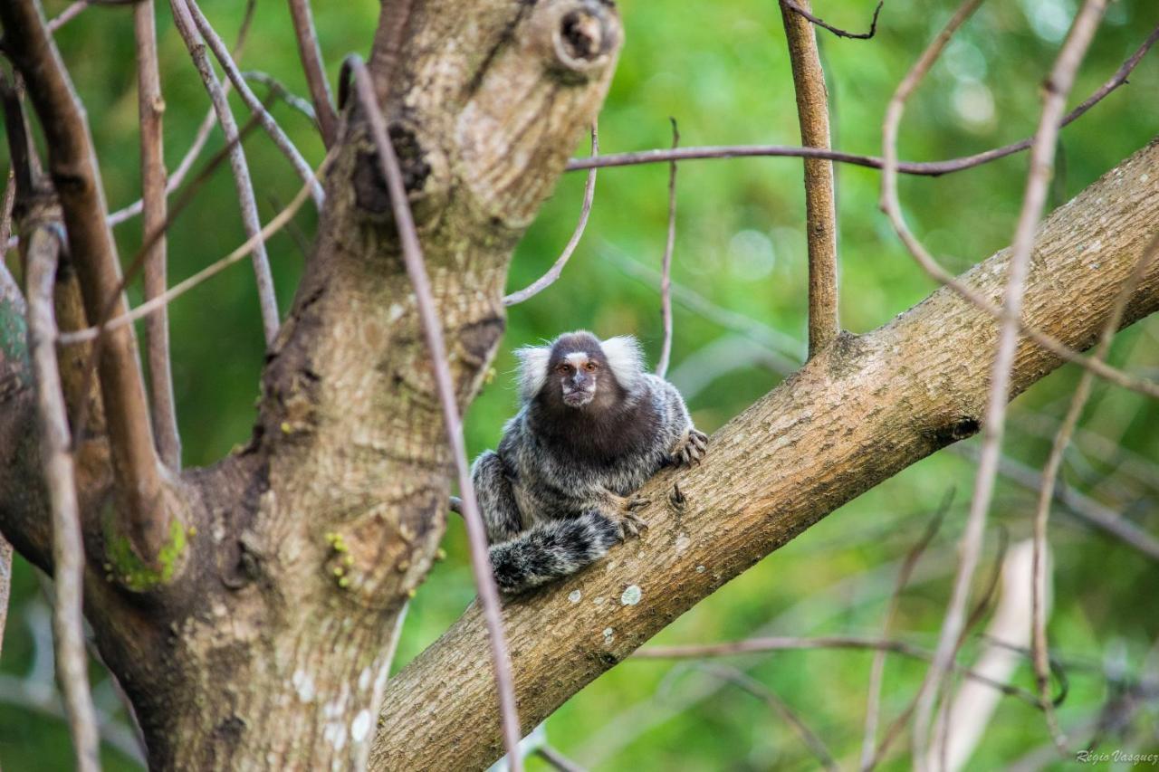 Pousada Morro Do Forte パラチ エクステリア 写真