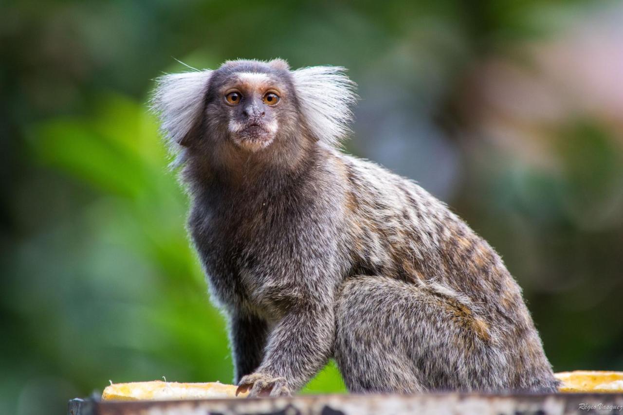 Pousada Morro Do Forte パラチ エクステリア 写真